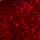 ROSE RED - trajni lak za nokte UV/LED Hybrid 7 ml - LOL S789