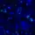 ROYALS - trajni lak za nokte UV/LED Hybrid 7 ml - Glitter Indigo S087